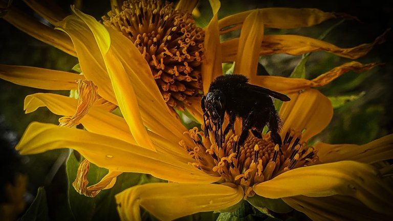 The silent flight - PhotoFeed Contest - Macro Photography Round 122