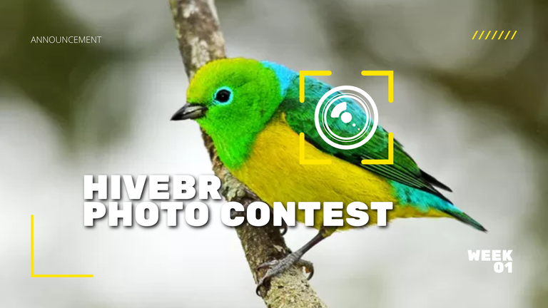 HiveBR Photo Contest