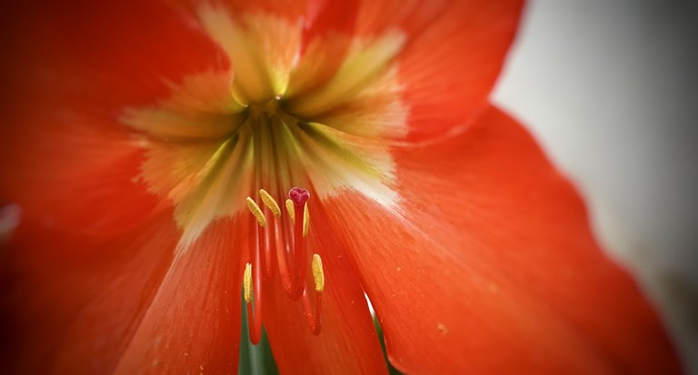 PhotoFeed Contest - Macro Photography Round 87 - In bloom