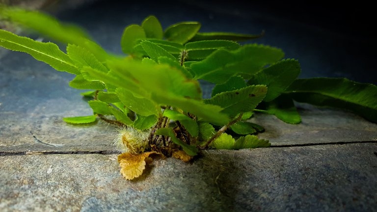 Growing wild, growing free