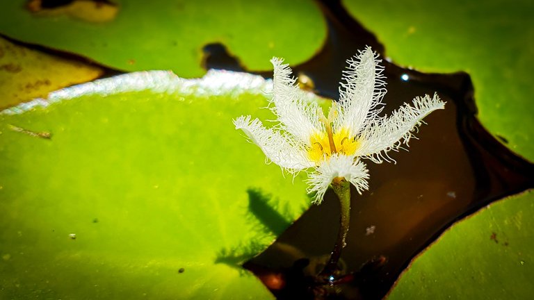 Invisible details at first glance - PhotoFeed Contest - Macro Photography Round 103