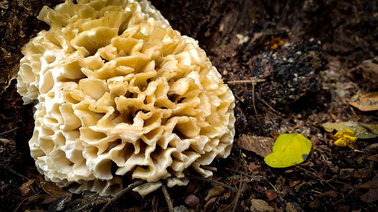 The 'brain' that sprouts from the ground - PhotoFeed Contest - Macro Photography Round 115