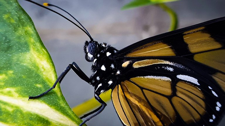 The world of butterflies - PhotoFeed Contest - Macro Photography Round 117