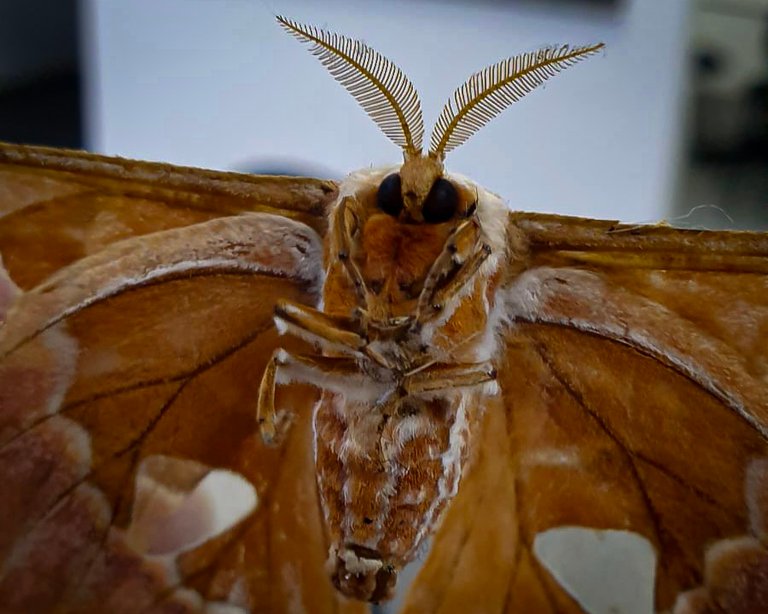 Yes, I know they’re “just” moths. But my brain disagrees [EN/PT]