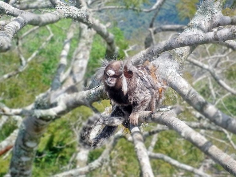 PhotoFeed Contest - Wildlife Photography Round 85 - The common marmoset