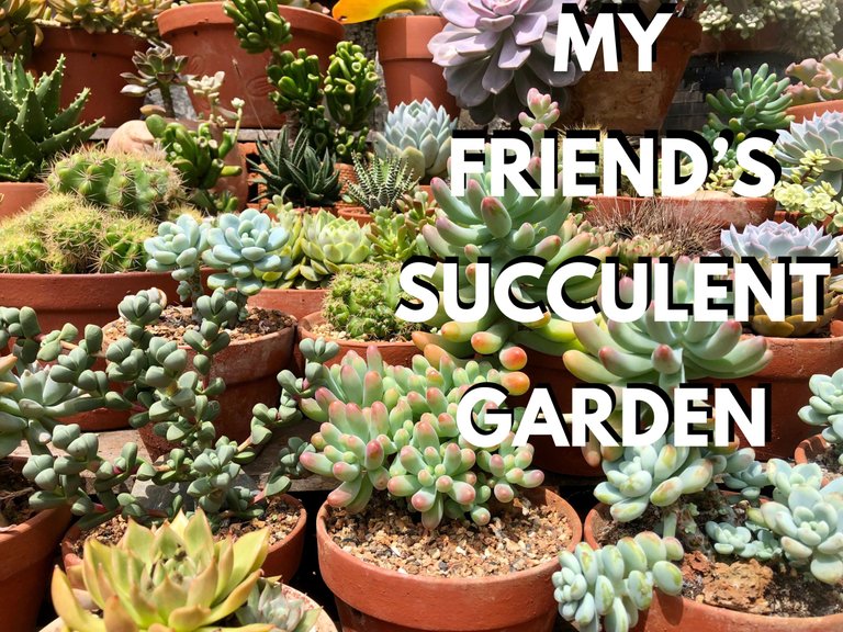 My Friend’s Succulent Garden.jpg