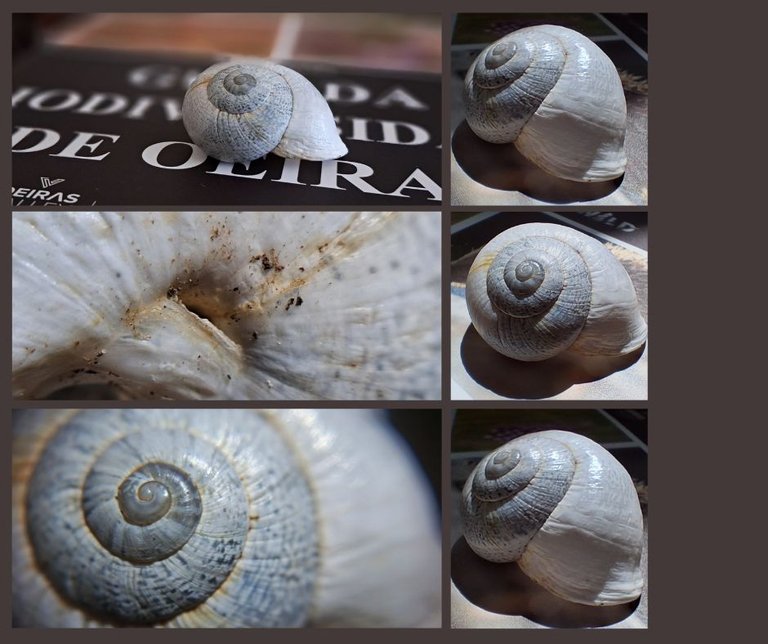Caracol.jpg