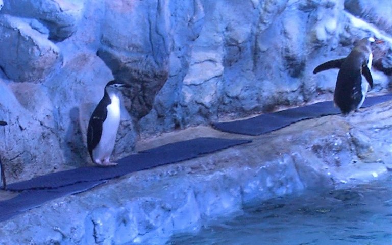 pinguinos inbursa.jpg