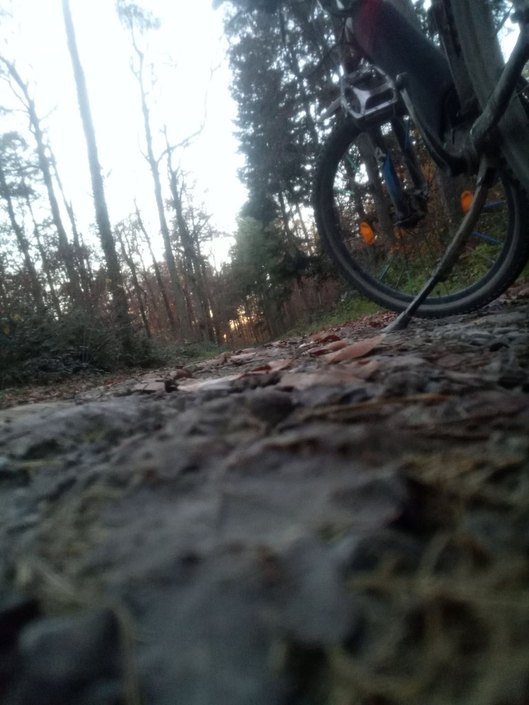 Fahrrad und Wald.jpg