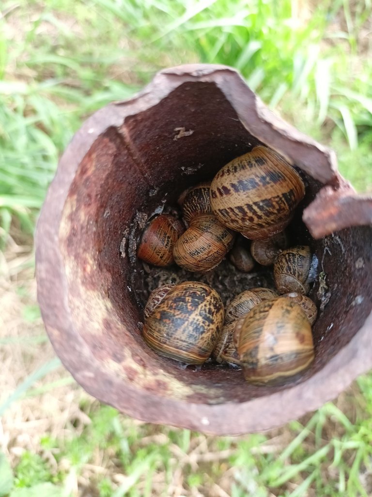 Encontré una granja de caracoles en mi paseo de la mañana 

#hive-engine #waiv ...