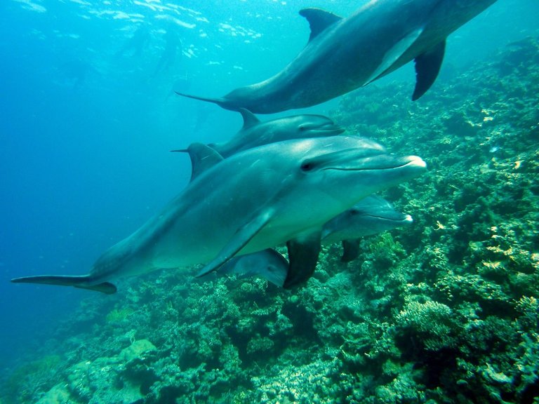 dolphins-378217_1280 3.jpg