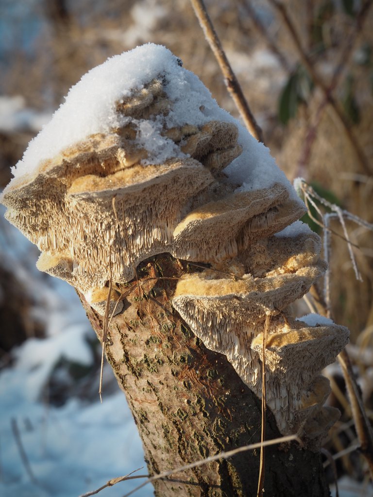 гриби під снігом 3.jpg