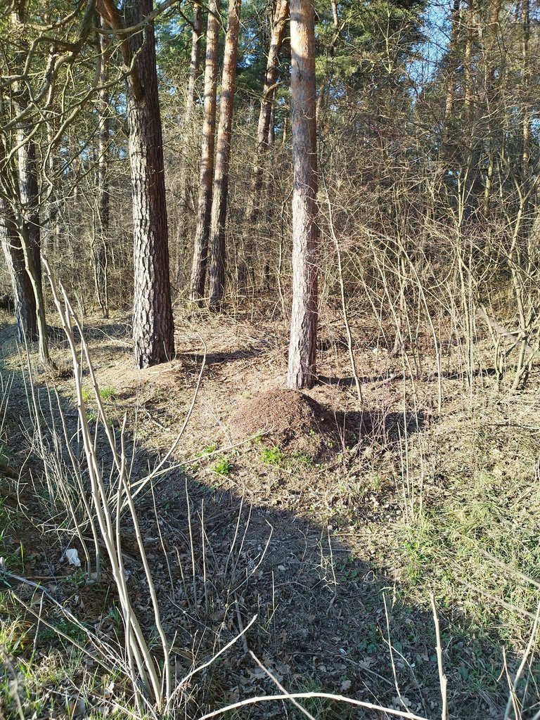 IMG_20250325_170930.jpg