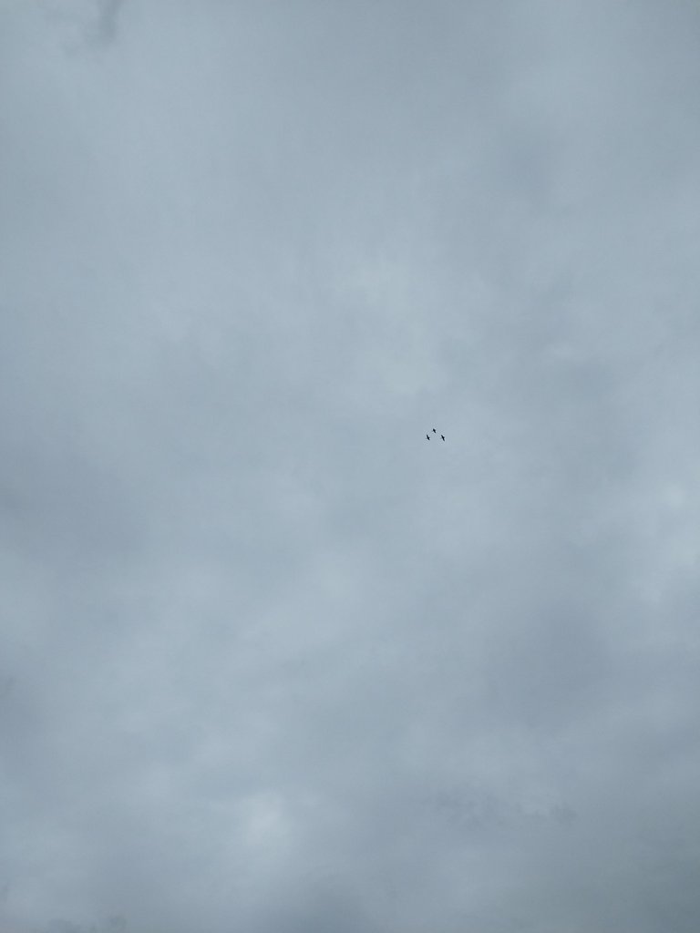 IMG_20240803_191443.jpg