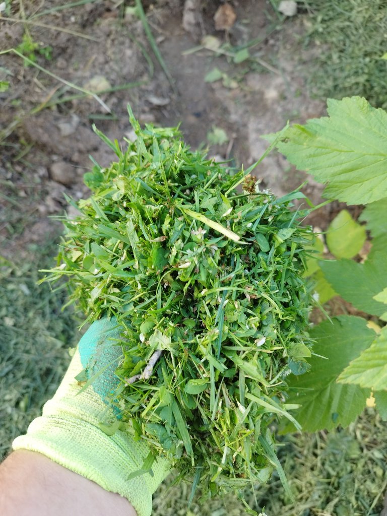 IMG_20240705_194553.jpg