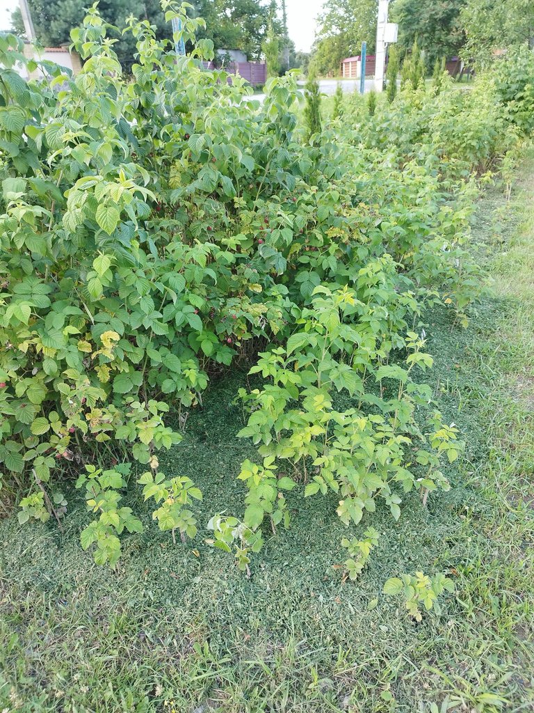 IMG_20240705_194712.jpg