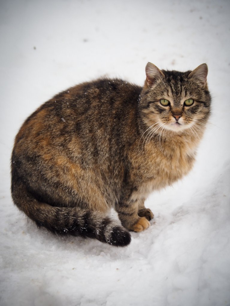кішка на снігу 1.jpg