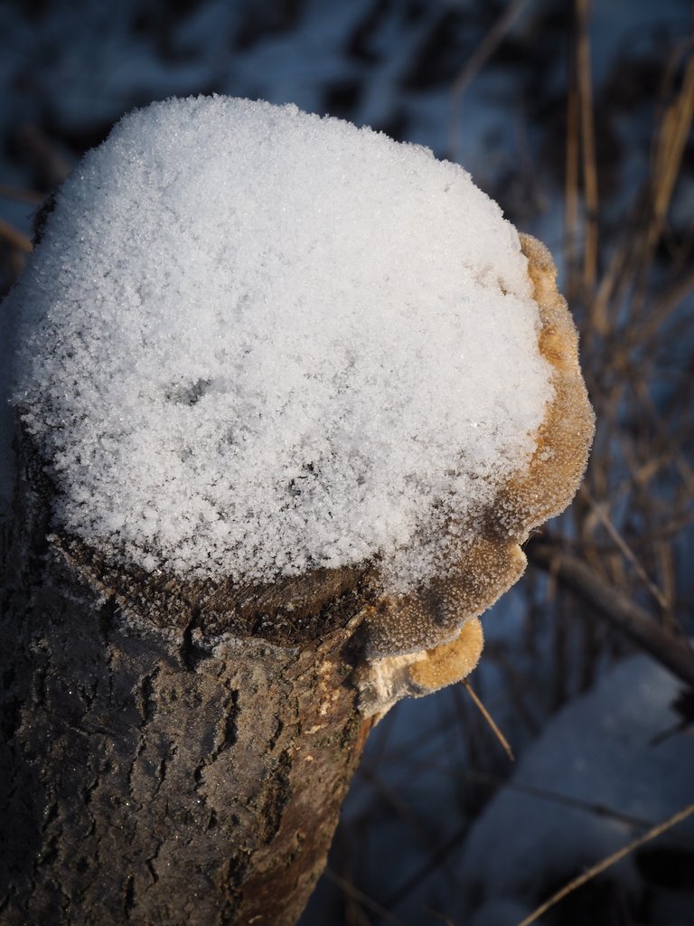 гриби під снігом 6.jpg