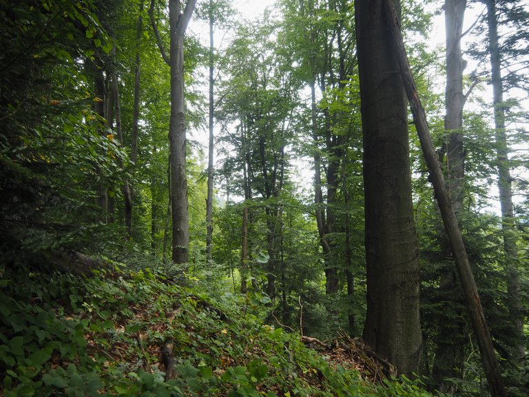 ліс 3.jpg