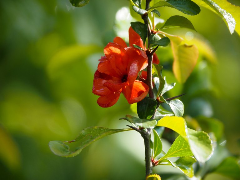 henomeles 2.jpg