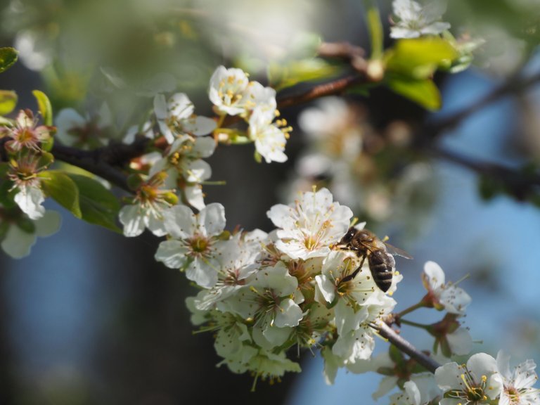 бджола на вишні 2.jpg