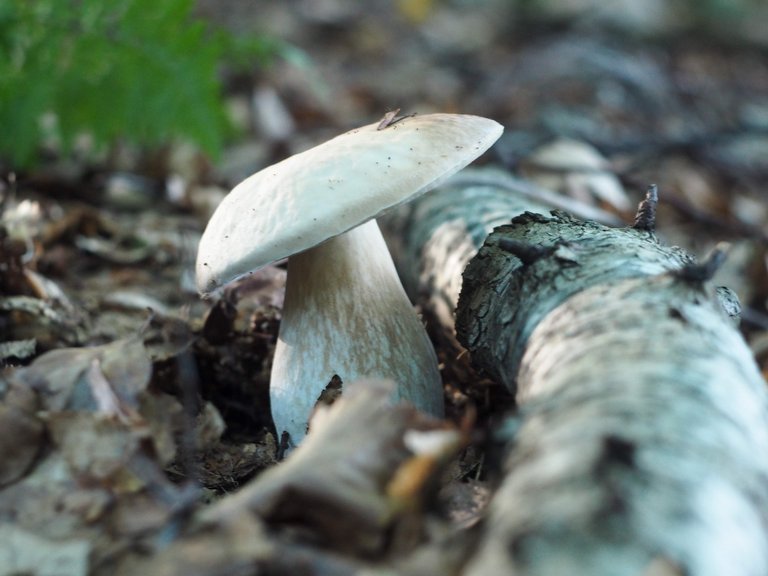 white mushroom 1.jpg
