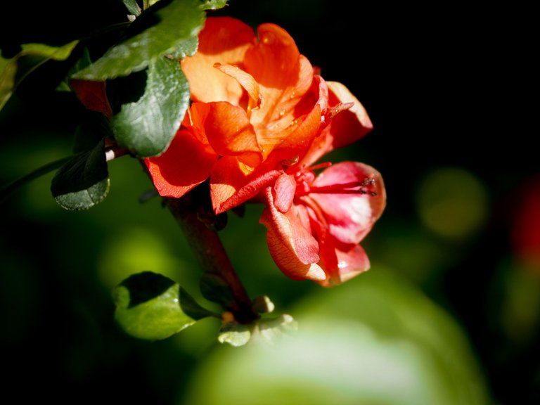 henomeles 1.jpg