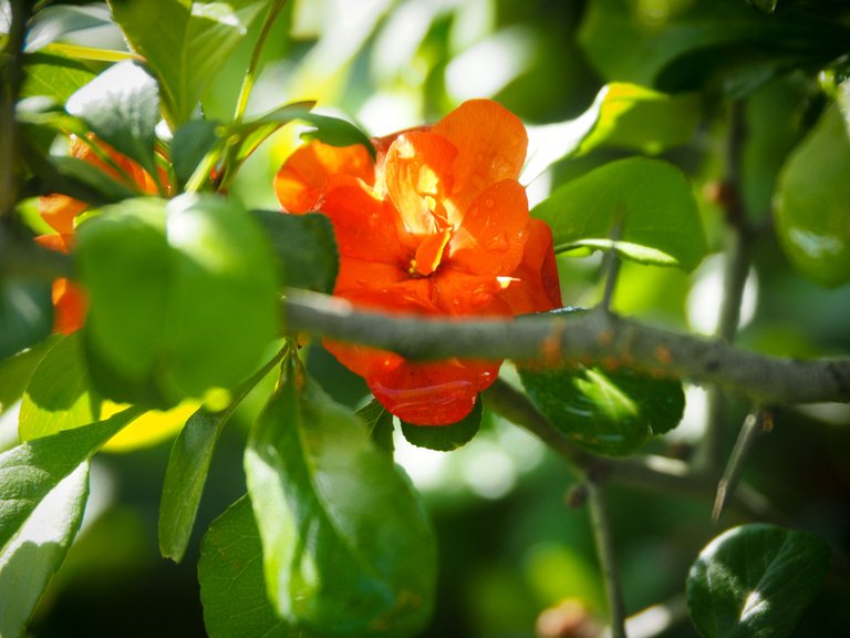 henomeles 6.jpg