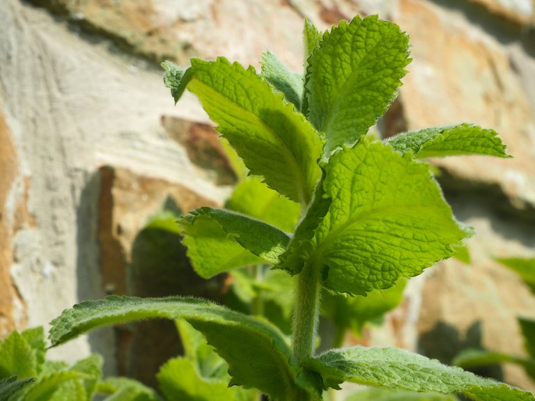 mint 2.jpg