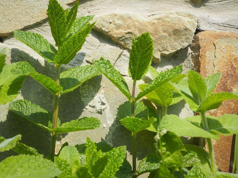 mint 6.jpg