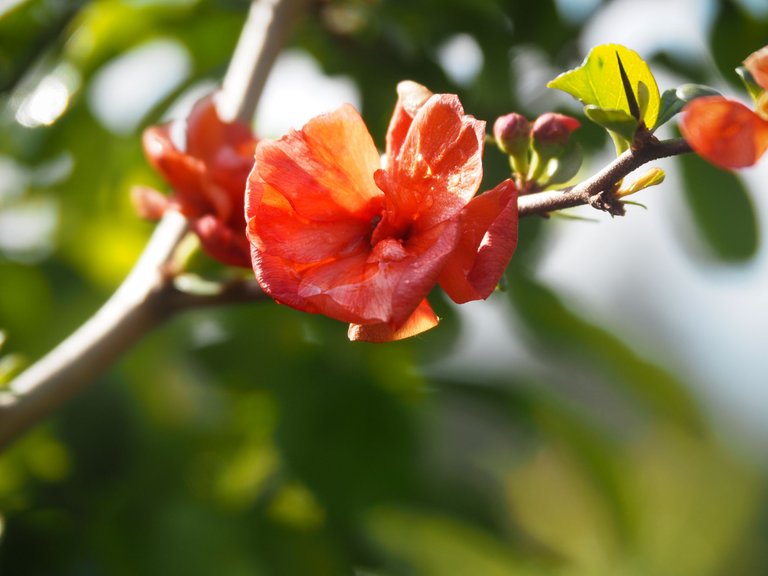 henomeles 4.jpg