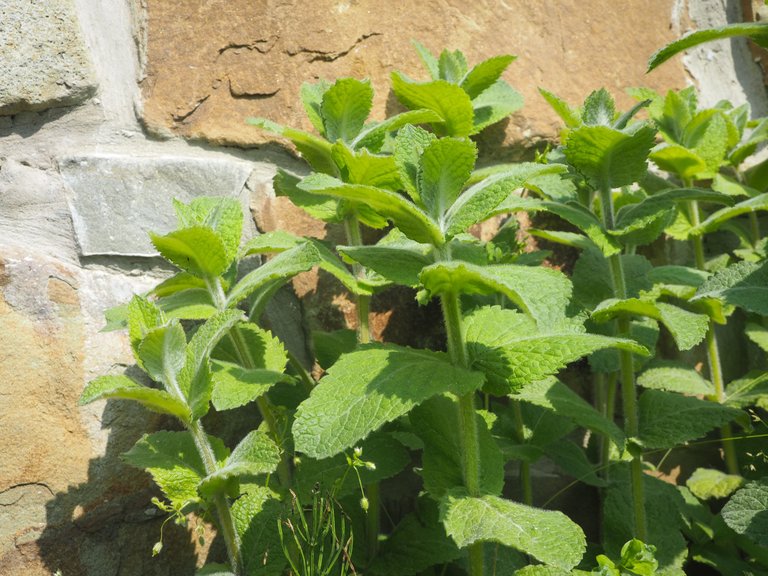 mint 5.jpg