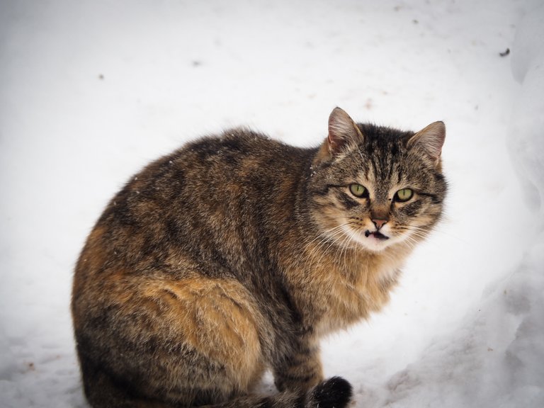 кішка на снігу 2.jpg