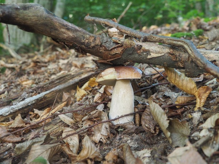 гриби з ранкового лісу 4.jpg