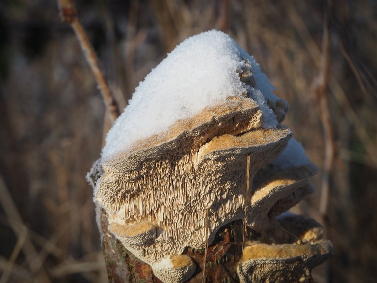 гриби під снігом 1.jpg