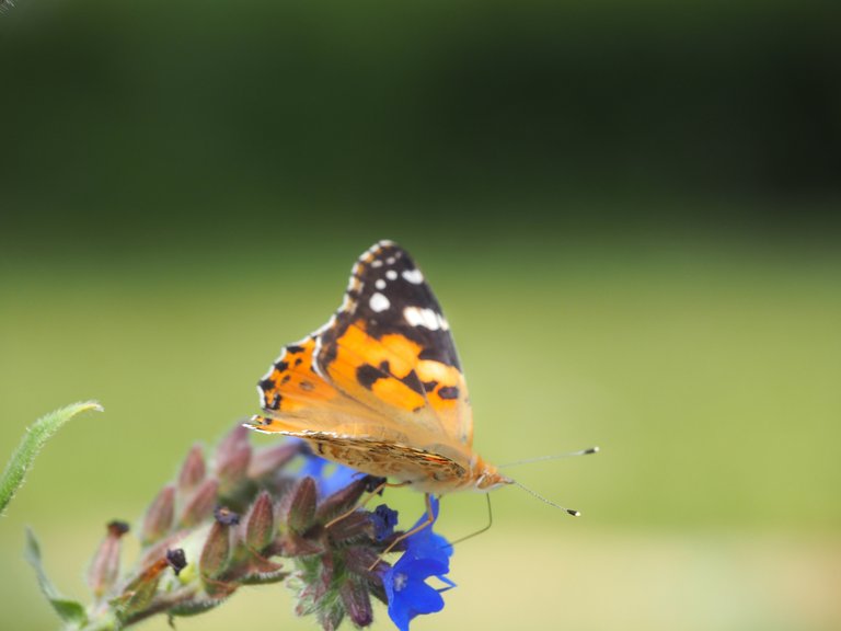 метелик на синій квітці 3.jpg