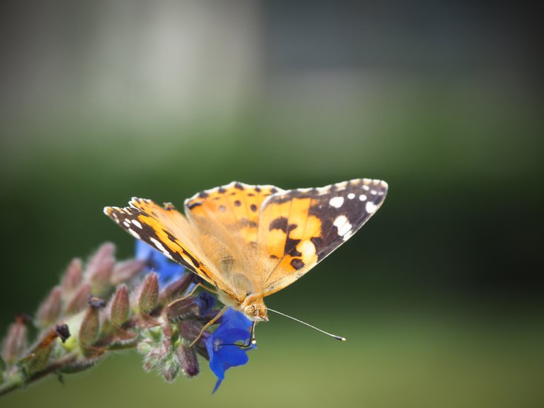 метелик на синій квітці 4.jpg