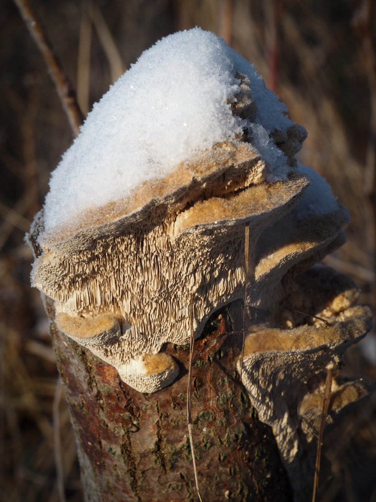гриби під снігом 2.jpg