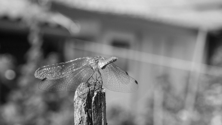 dragonfly on pale.jpg