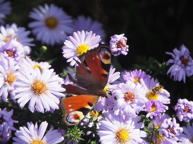 метелик на квітках 2.jpg