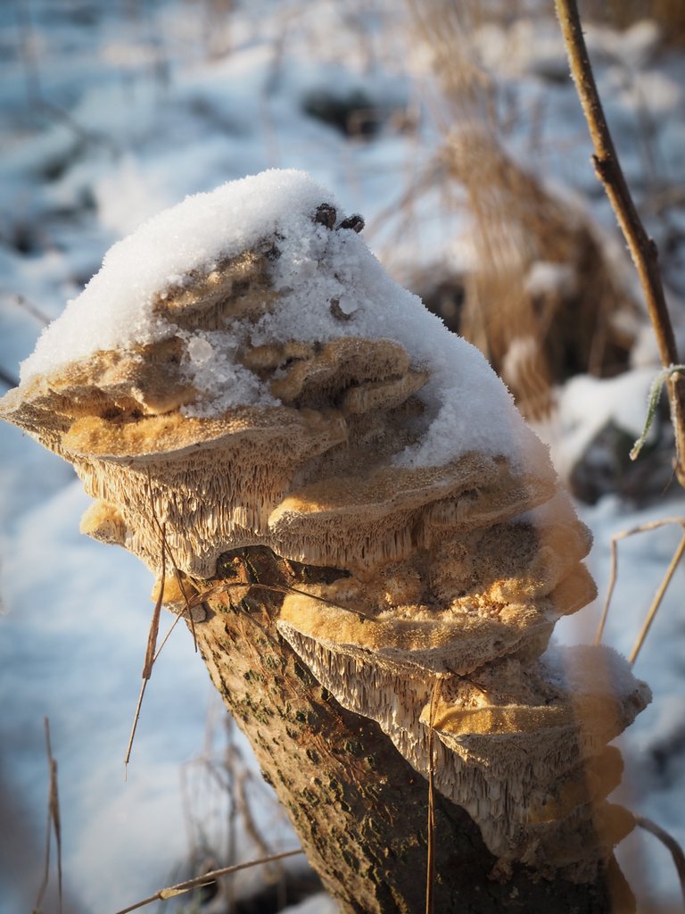 гриби під снігом 5.jpg