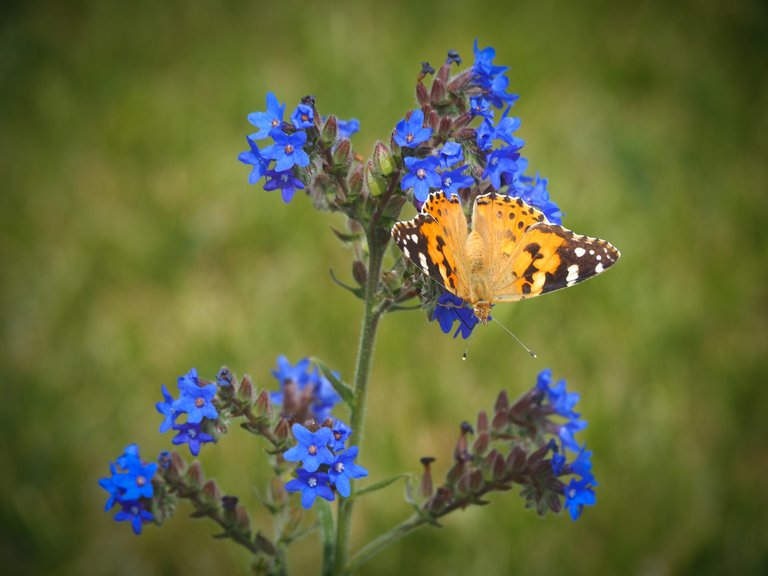метелик на синій квітці 2.jpg