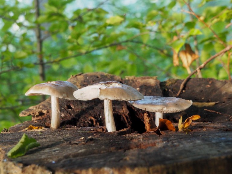 гриби з ранкового лісу 3.jpg
