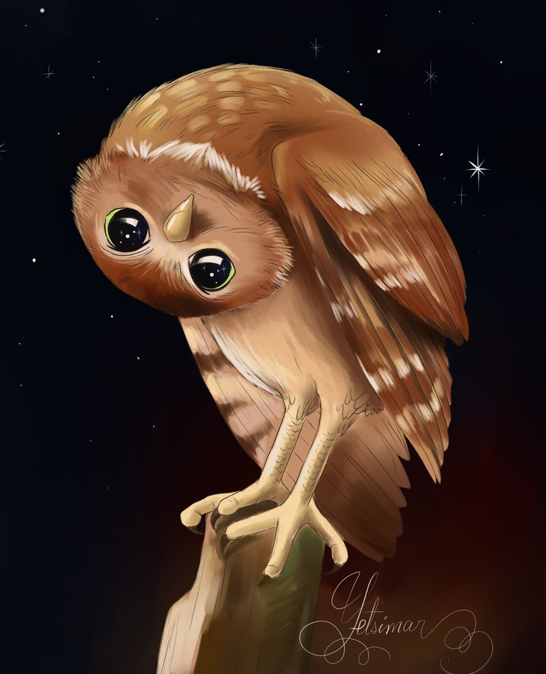 owl.jpg