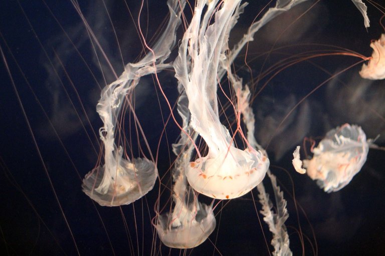 jellyfish-g91c250785_1920.jpg