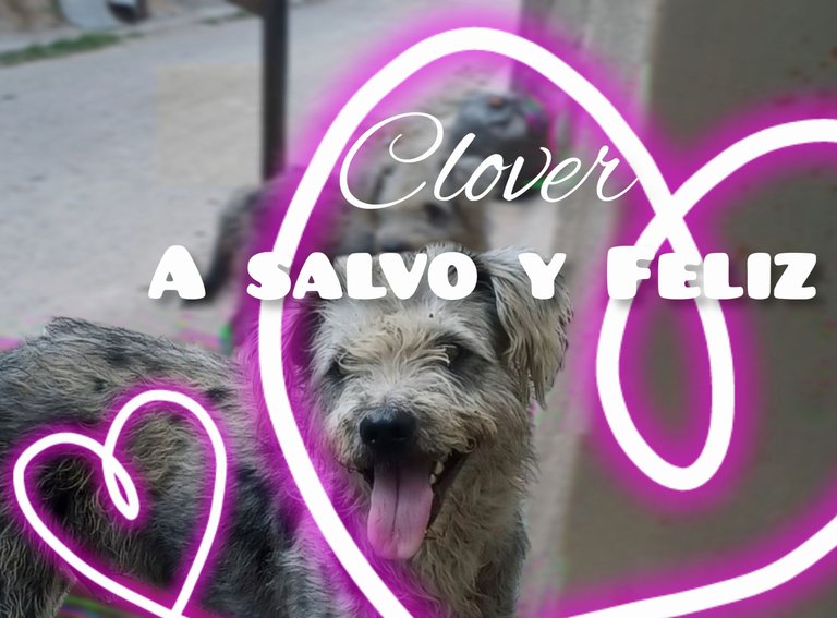 Clover ya esta sano y es feliz 💖