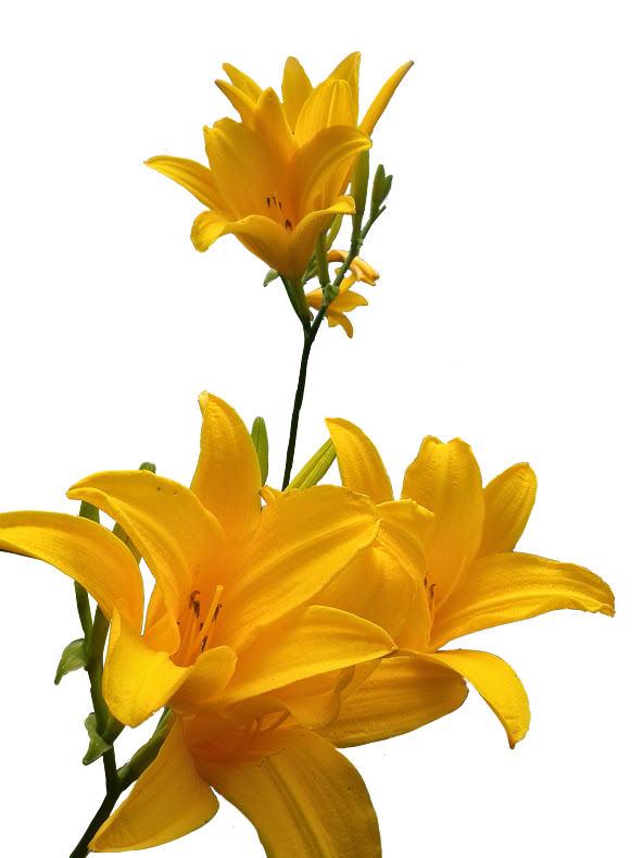 flor amarilla1.png