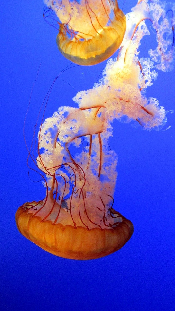 jellyfish-g7a30204fa_1280.jpg