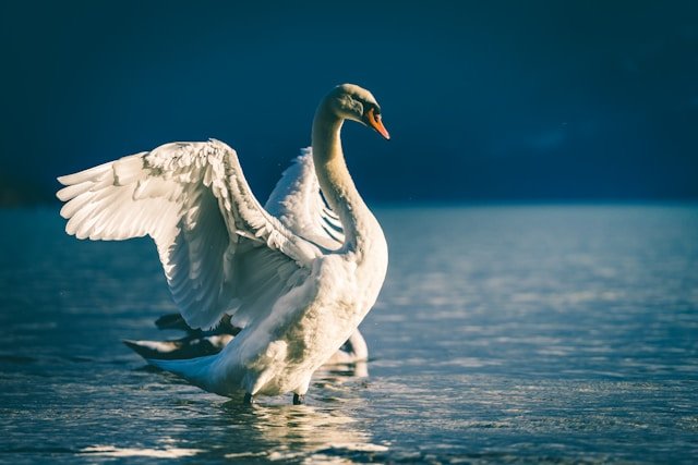 raphael-schaller-cKiZU7mARIA-unsplash.jpg