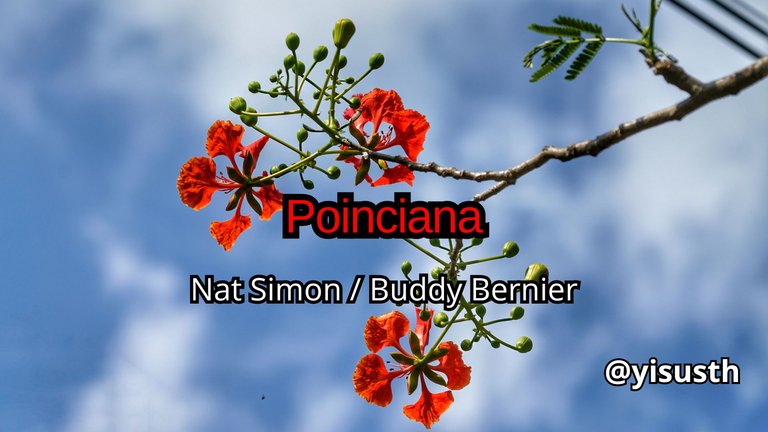 poinciana_cover.jpg